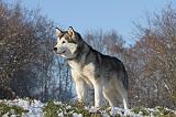 ALASKAN MALAMUTE 069